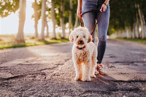 姿的意思|いつも一緒に散歩するパパがいなかったら、犬が…まさかの反応。